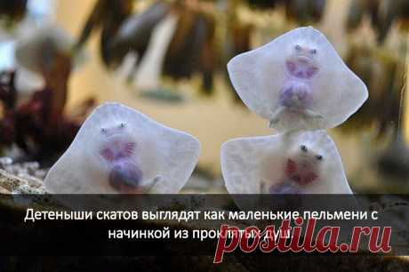 ооо