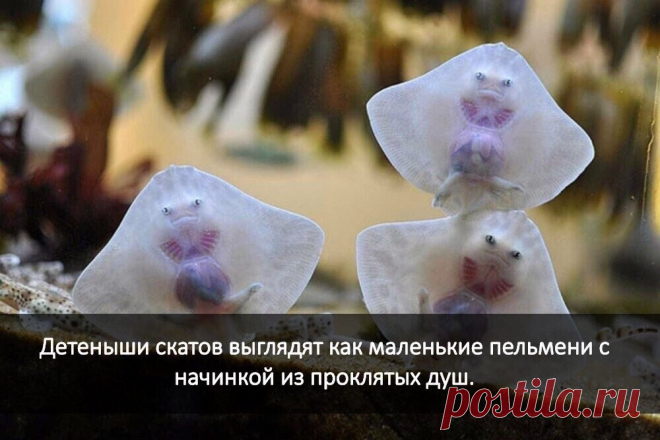 ооо