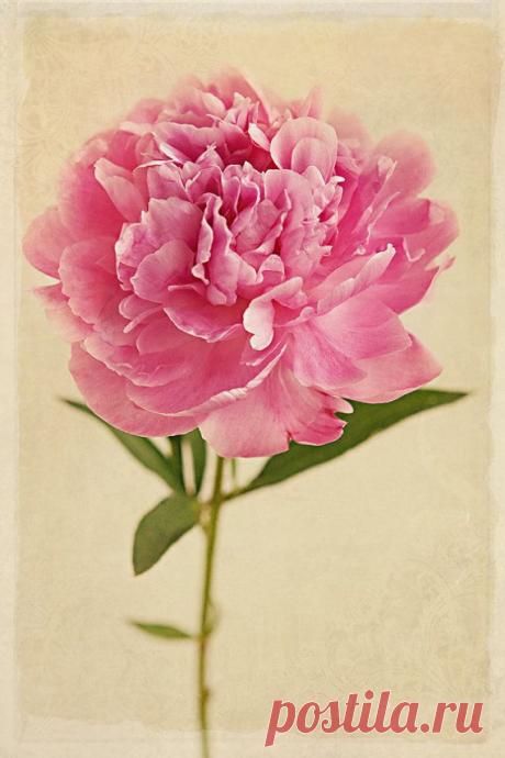 Найдено на сайте etsy.com.