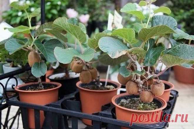 Лучшее время для посева киви! Kак вырастить фрукт дома и на даче.