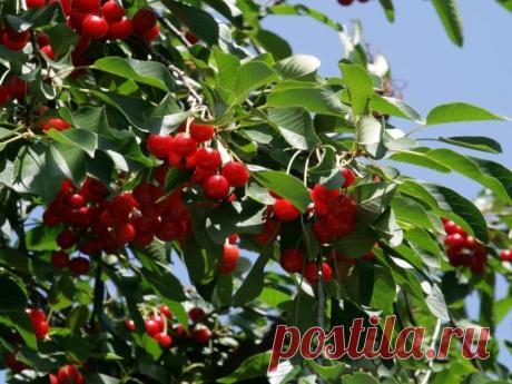 Как привить вишню