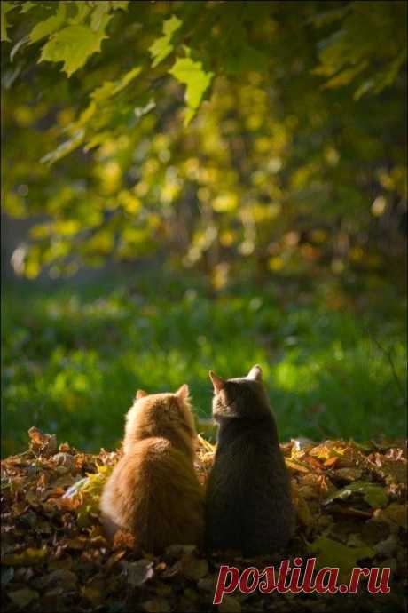 friends - Go Cute Kitty!
