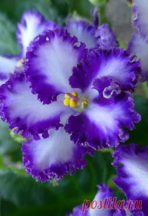 Gina Hess приколол(а) это к доске Purple Flowers