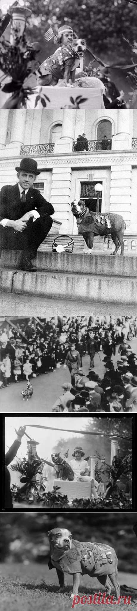 Сержант Стабби – героический пес Первой мировой войны • НОВОСТИ В ФОТОГРАФИЯХ