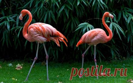 Фламинго