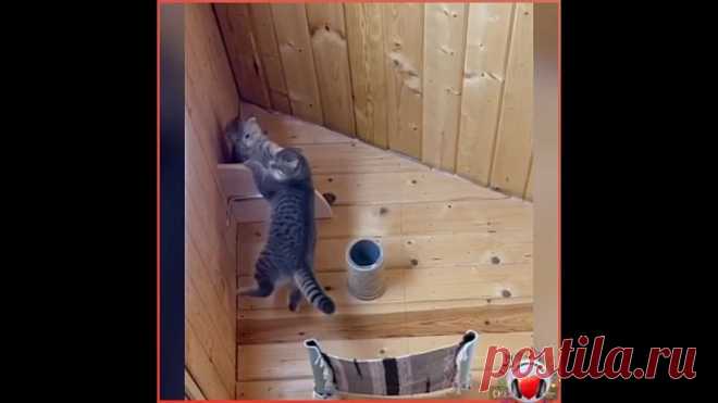 Король лев, продолжение! Мизинчиком. но удержался! Молодец!