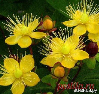 Золотые ковры Зверобоя - зверобой, зверобой почвопокровный