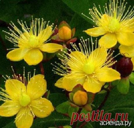 Золотые ковры Зверобоя - зверобой, зверобой почвопокровный