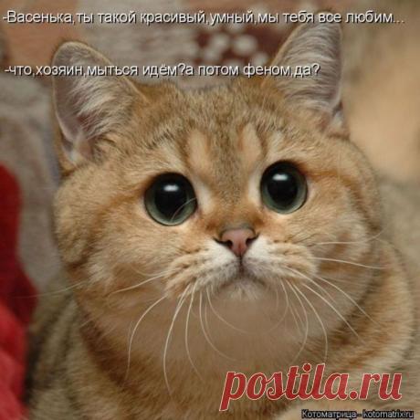 Лучшие котоматрицы недели / Питомцы