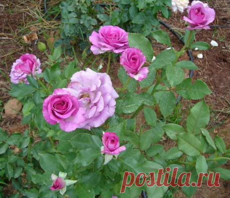 Размножаем розы черенками.