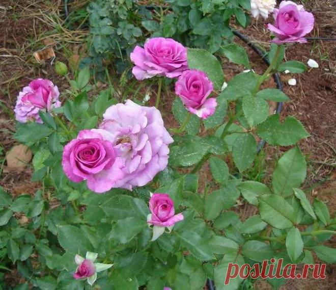 Размножаем розы черенками.