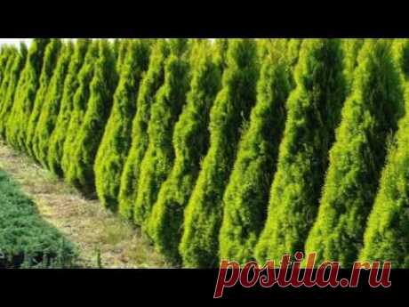 РАЗМНОЖЕНИЕ И ВЫРАЩИВАНИЕ #ЗАПАДНОЙ_ТУИ. #ТУЯ_СМАРАГД.  КАК ВЫРАСТИТЬ #ТУЮ #СМАРАГД #37 #oldenburgru - YouTube