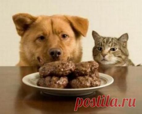 И тебе тоже хочется котлетки?...