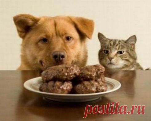 И тебе тоже хочется котлетки?...