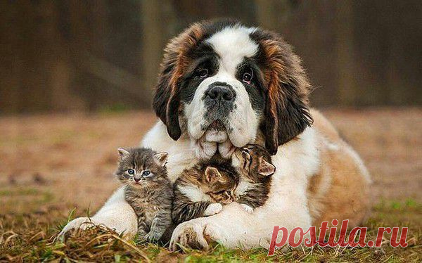 Мой Мир@Mail.Ru