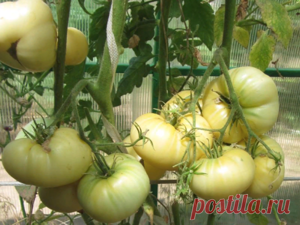 Стоит ли собирать помидоры зелеными и отправлять на дозревание в темное место | Наш Сад | Яндекс Дзен
