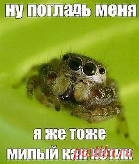 Смешные шутки юмора :-)