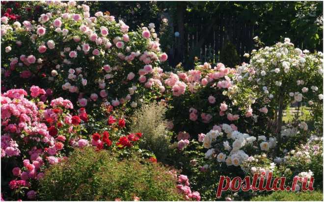 Дачные комнаты и стены... из роз! | Розы (Огород.ru)