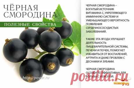 Черная смородина - полезные свойства