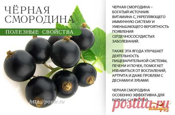 Черная смородина - полезные свойства