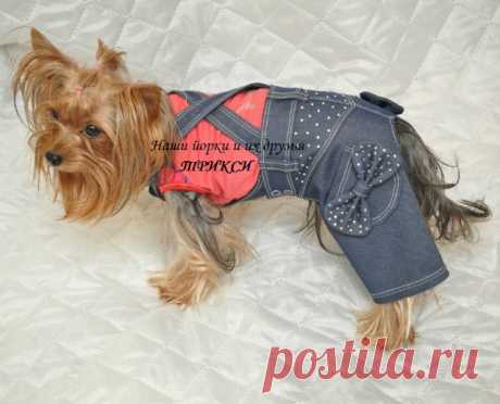 Джинсы для йорков - Форум НАШИ ЙОРКИ И ИХ ДРУЗЬЯ