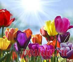 Парад цветов в Аалсмеере (Голландия) - 7 сентября.