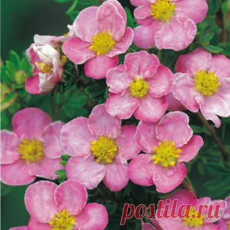 Лапчатка кустарниковая Нью Даун (Potentilla fruticosa New Dawn),купить лапчатку,лапчатка сорта,курильский чай купить,лапчатка посадка и уход,лапчатка сорта,цветы кустарники,розовые кустарники,растения для альпинария,многолетние цветы