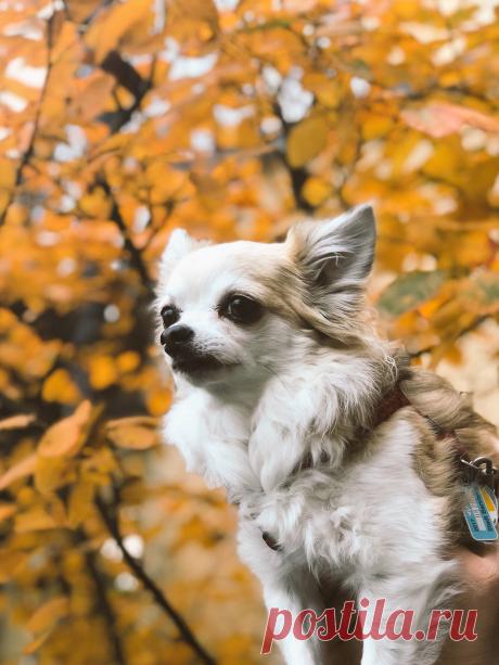 Magical Nature Tour Yuki the chihuahua and autumn leaves -@sancty 