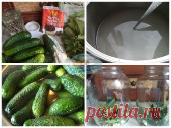 Необычный и вкусный рецепт засолки огурцов на зиму в банках: выбор продуктов, особенности приготовления