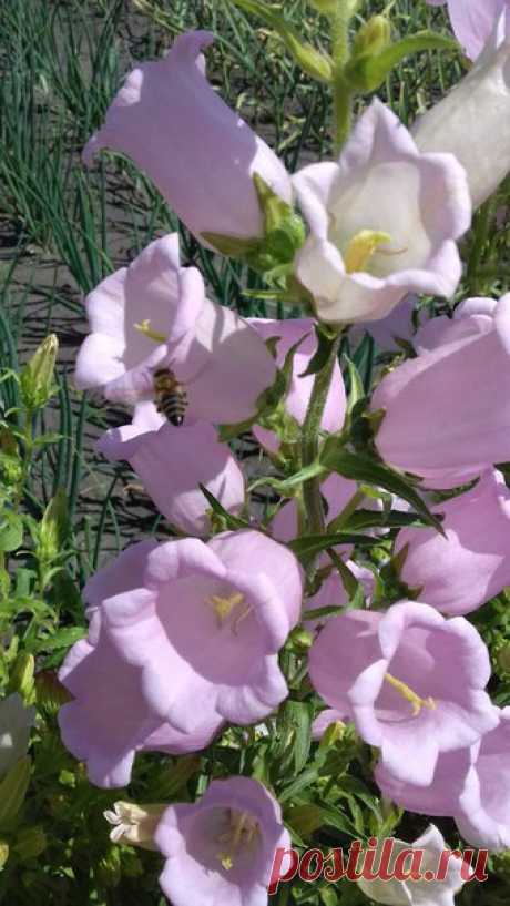 Колокольчик &quot;Музыкальная шкатулка&quot;