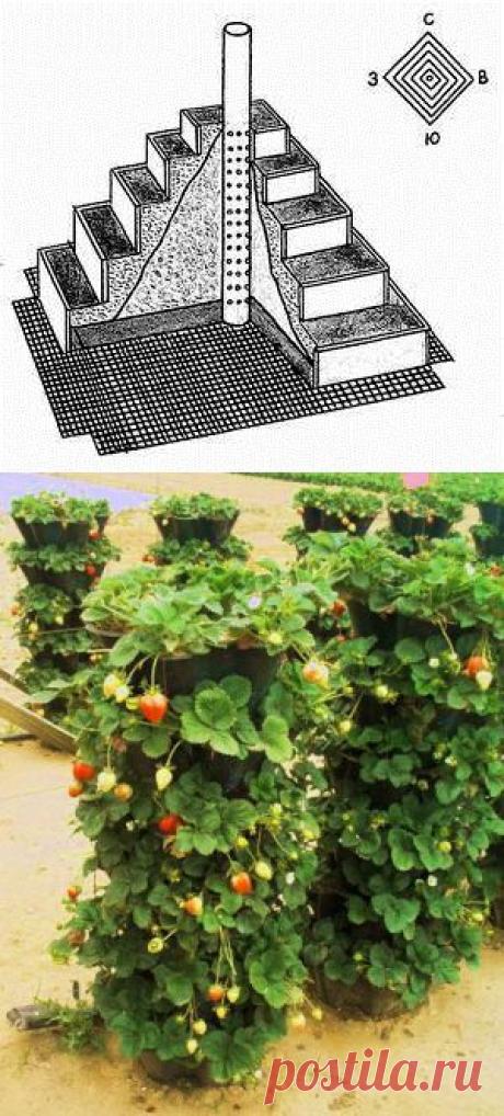 Земляника из блога Румилы.