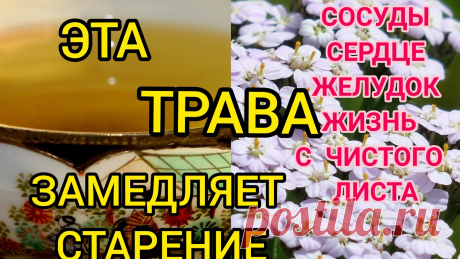 С миру по вкусу: Омолаживает КРОВЬ заменяя СТАРУЮ на НОВУЮ. ЗАМЕДЛЯЕТ процесс старения. ВСЕ знают эту ТРАВУ, но ВСЕ ОБХОДЯТ стороной, а ЗРЯ&amp;#8252;&amp;#65039;&amp;#8252;&amp;#65039;&amp;#8252;&amp;#65039;