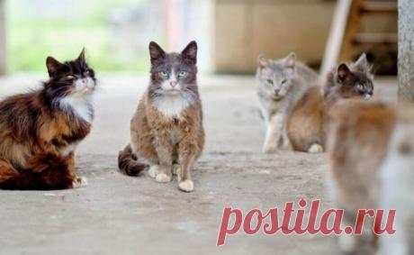 В Британии жители посетовали на бродячих «радиоактивных» котов | Новости в мире сегодня – Читать свежие новости мира, новости в мире сегодня, новости дня в мире в интернет-издании «Вестник»