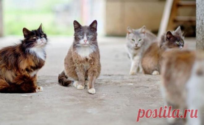 В Британии жители посетовали на бродячих «радиоактивных» котов | Новости в мире сегодня – Читать свежие новости мира, новости в мире сегодня, новости дня в мире в интернет-издании «Вестник»