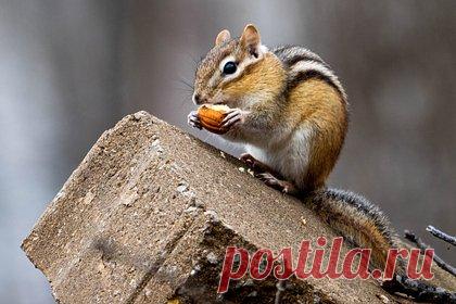 На Сахалине рассказали об охраняющей термальные источники банде бурундуков. На территории Дагинских термальных источников на севере Сахалина обосновалась настоящая банда бурундуков. По данным АСТВ, грызуны охраняют данный район острова, набивают щеки семечками и позируют туристам на камеру. Местный фотограф Сергей Андриенков снял одного из таких зверьков на видео.