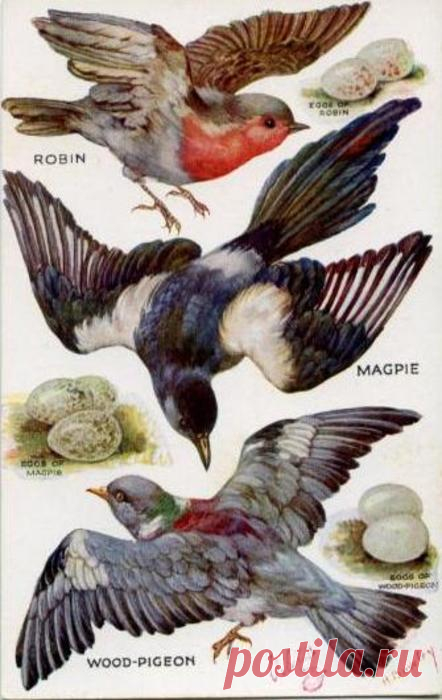 ROBIN, MAGPIE, WOOD-PIGEON & EGGS & their eggs - TuckDB Postcards