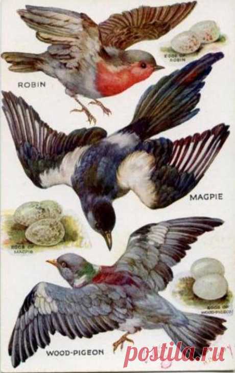 ROBIN, MAGPIE, WOOD-PIGEON & EGGS & their eggs - TuckDB Postcards