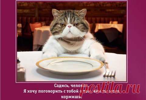 (+1) тема - Притворщик)) | Четвероногий юмор
