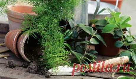 Зачем пересаживать комнатные растения и как это правильно делать...