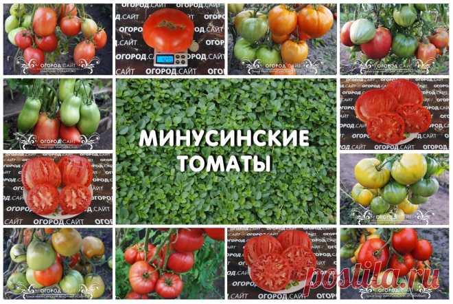 Коллекция семян «Минусинские томаты» | ОГОРОД.сайт