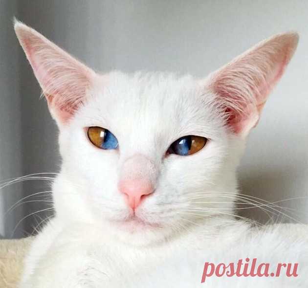 11 фотографий милых домашних животных с самыми редкими генетическими мутациями