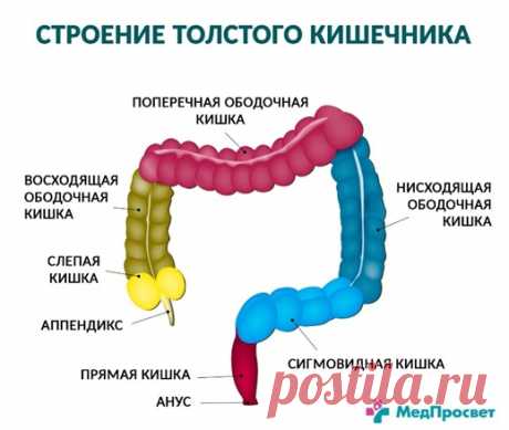 Ректороманоскопия (ректоскопия) - цена в СПБ | Медицинский центр - МедПросвет