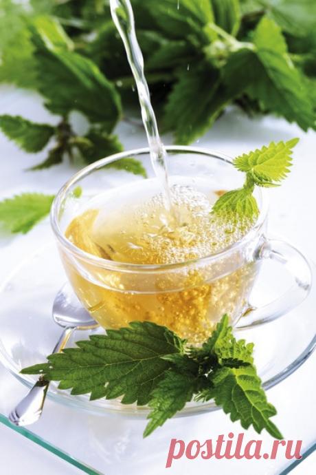 Полезные свойства растения: для чего пьют крапиву