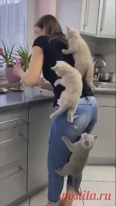 На это можно смотреть ВЕЧНО!! Смешные Кошки и Собаки! 😂😂😂 #Shorts