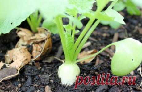 Какие овощи могут зимовать на грядке?