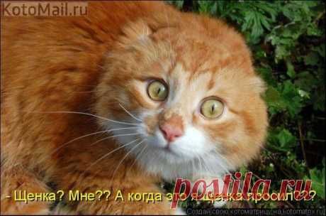 А я просил?