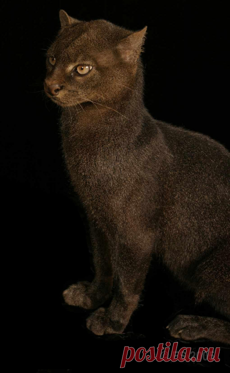 Музей исцеляющих кошек-фото №12