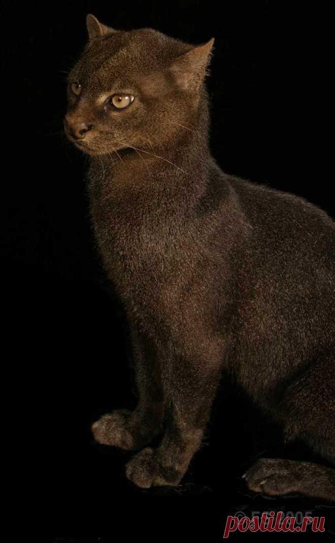 Музей исцеляющих кошек-фото №12