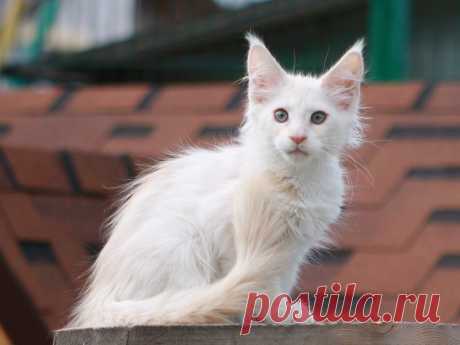 IMPERIAL COON - помёт - Q - дети Мёда и Хиллари - Страница 3