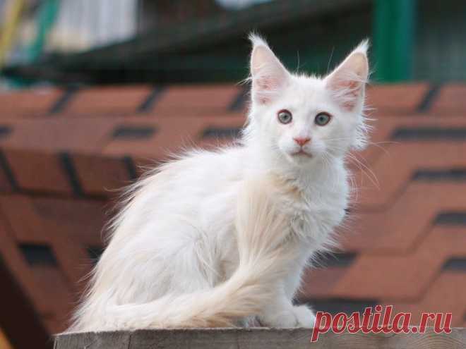 IMPERIAL COON - помёт - Q - дети Мёда и Хиллари - Страница 3